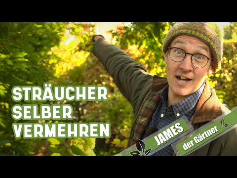 Aus Steckhölzern kostenlos neue Sträucher ziehen | James der Gärtner