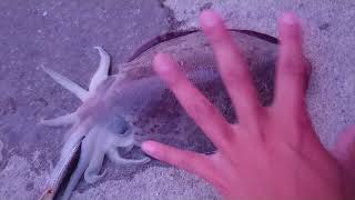 平瀬彪 撮影  イカ～