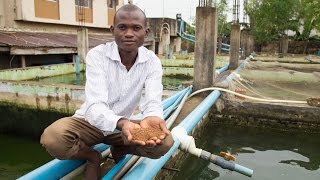Nigeria’s Fish Farmers Take New Paths to Profitability