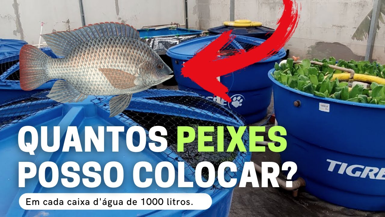 Quantos peixes posso colocar em uma caixa de 1.000 litros? Criação de peixes caixa d'água (Aula 5).