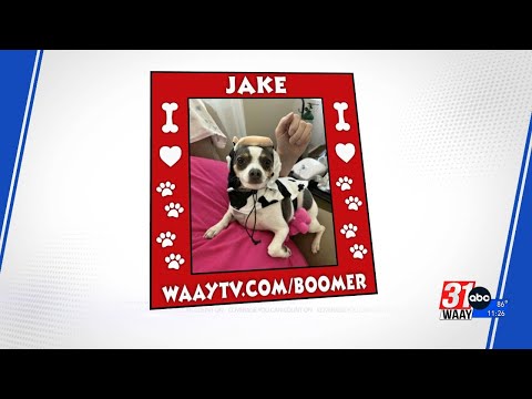 Wag Your Tail Wednesday - YouTube