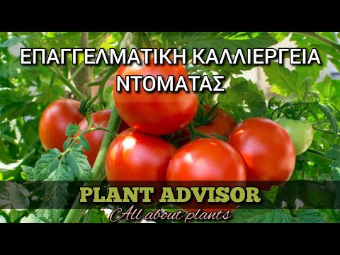 , title : 'Καλλιέργεια Ντομάτας‼️Πλήρης Οδηγός‼️Πως να Καλλιεργήσετε Ντομάτες Επαγγελματικά ⁉️Plant Advisor'