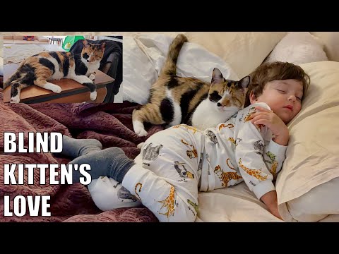 The blind cat who fell in love with the baby of the woman who rescued her.