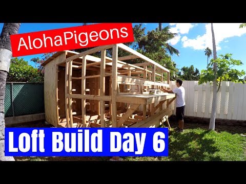 Homing Racing Pigeon Loft Construction Day 6