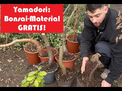 Urban-Yamadori jagt 2023 plus Garten-Update. Bonsai für Anfänger
