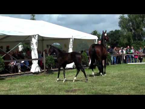 Sudweyher Fohlenschau 2016 - Kat.-Nr. 05