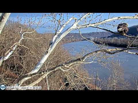 USS Eagles - Irv snags a nice stick 1-11-2024