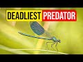 The Truth About Dragonflies