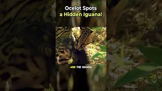 Ocelot Spots a Hidden Iguana!