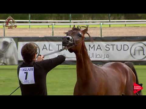 N.7 ALEXANDRA RC - Chantilly 2019 AHO World Cup - Yearling Fillies (Class 1B)
