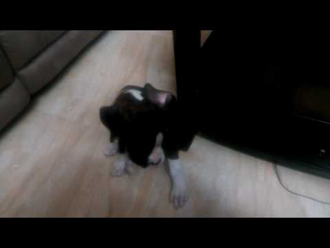 Boxer Dog intelligence