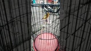 Download lagu dakun Garut bungbulang nembak witwit sejalur .. mp3