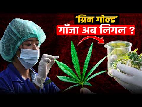 ‘लिगलाइजेन’को बाटोमा गाँजा खेती- गण्डकीबाट शुरू भएको प्रयासले सार्थकता पाउला ?