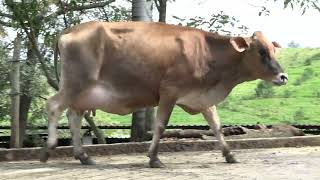 Vídeo 10 - 1º LEILÃO ANUAL SITIO TIMOTEO | VACAS 3/4 E 7/8