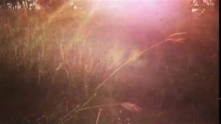 Walk With The Trees!