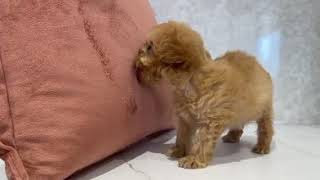 ハーフ犬の動画01