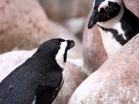 Photographs of Penguins