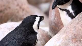 Photographs of Penguins