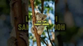 Download lagu Ternyata Ukuran Otak Koala Sangat Kecil #faktaunik #fakta #hewan #koala mp3