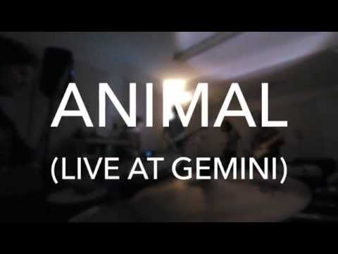 Ivy Hope - Animal (Live)