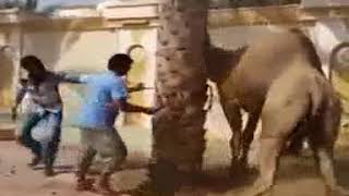 Camel slaughter dangerous