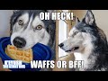 Shocked Husky Chooses - Waffles or Bestfriend! He's Shook!