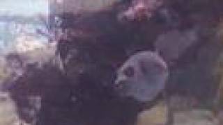 Bring My Family Back