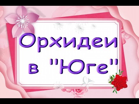 ЗАВОЗ ОРХИДЕЙ в "Юге":Лиодоро,Каода,хорошие УЦЕНКИ.Привет Максиму и Наташе!