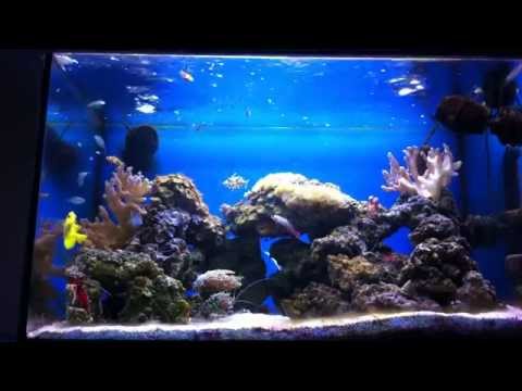 comment installer aquarium eau de mer