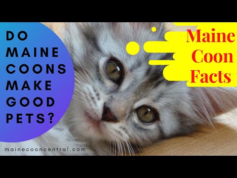 Here's Why You Should Get A Maine Coon!
