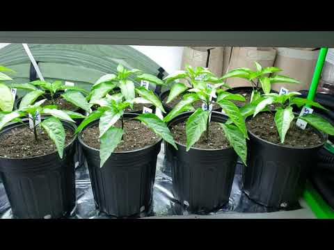 Peppers! Day 42, March 20th 2020