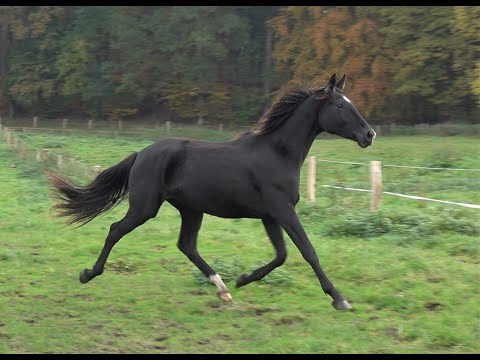 Bernay - Count Up, mecklenburger, mare * 2019 for sale