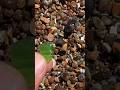 Wave delivers me green sea glass. #green #SeaGlass #beach