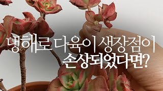 냉해로 다육이 생장점이 손상되었다면?(까라솔, 방울복랑, 흰토니, 피치프라이드) succulents/多肉植物…