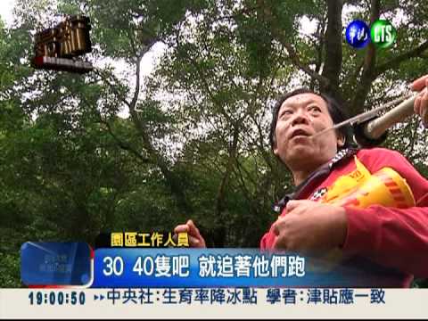 "十分"危險! 虎頭蜂螫人7傷