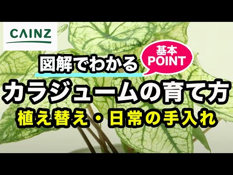 カラジウム バイカラー、天使の羽、カラジウム バイカラー