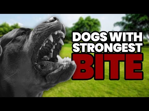 TOP 15 DOGS WITH STRONGEST BITE FORCE