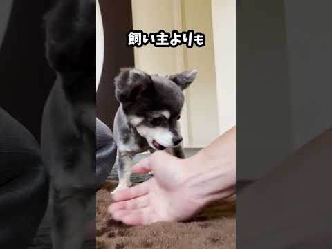 犬の寝ている位置で飼い主への気持ちがわかる３選！ #shorts