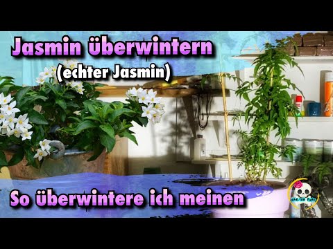 Jasmin überwintern ( Jasminum ) Echter Jasmin überwintern / Jasmin schneiden, pflegen