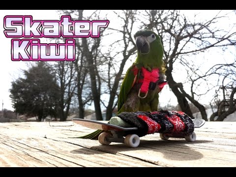 Promotional video thumbnail 2 for Animal Party Entertainment with Kiwi, The Skateboarding Parrot