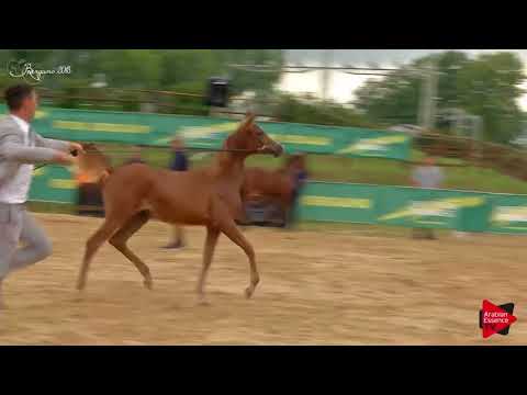 N.76 MENARA MONISCIONE - Bergamo 2018 - Futurity Fillies (Class 12)