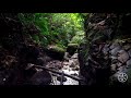 Junglestatus Jungle Status And Amazon Jungle Video Status