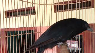 Download lagu SUARA SIULAN BURUNG SRIGUNTING HITAM || BURUNG SAERAN mp3