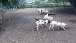 preview picture of video 'Pigs at Manor Farm, Bourn, Cambridge - 3rd August 2013'