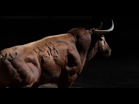 SORTEO | Toros de Jandilla y Vegahermosa, Corrida In Memoriam 16 junio