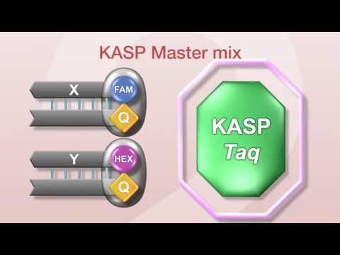 LGC's KASP Genotyping Chemistry Explained: KASP Assay mix and KASP Master mix