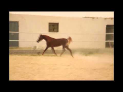 AlBandary by Laheeb Al Nasser