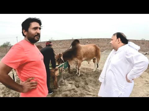 rana ijaz in bakra mandi