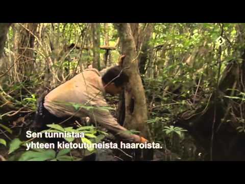 kutonen 6  fin text Hiuskarvan varassa , Bear Grylls , Гриллс, Беар 13.4.2016  part 3-00