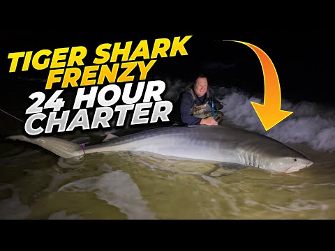 Tiger Shark Frenzy | 24 Hour Charter